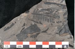 Foto (Detailansicht) von Asterocarpus meriani Br. (NHMW-GEO-2024-0188-10498)